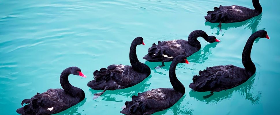 Talking about Swans: MFN Drug Pricing & its Impact on Global Pharma Strategies